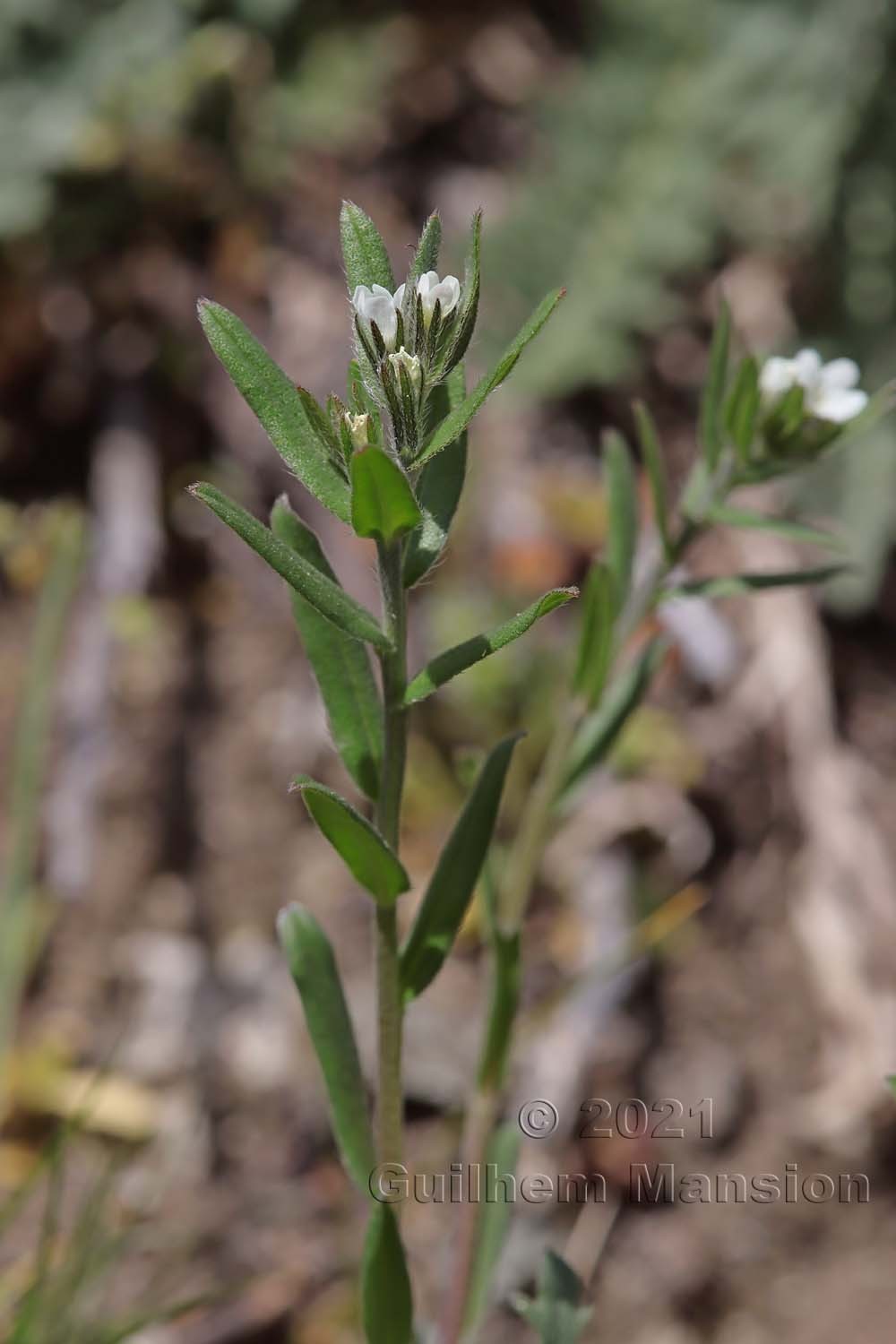 Buglossoides arvensis