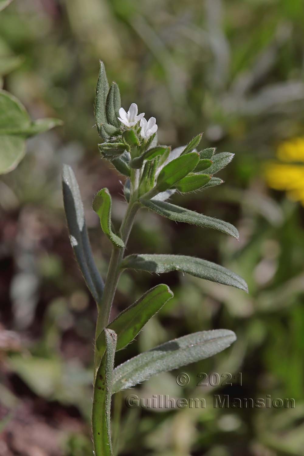 Buglossoides arvensis