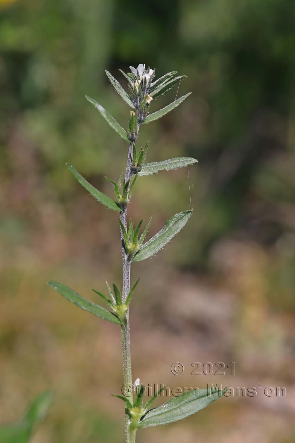 Buglossoides arvensis