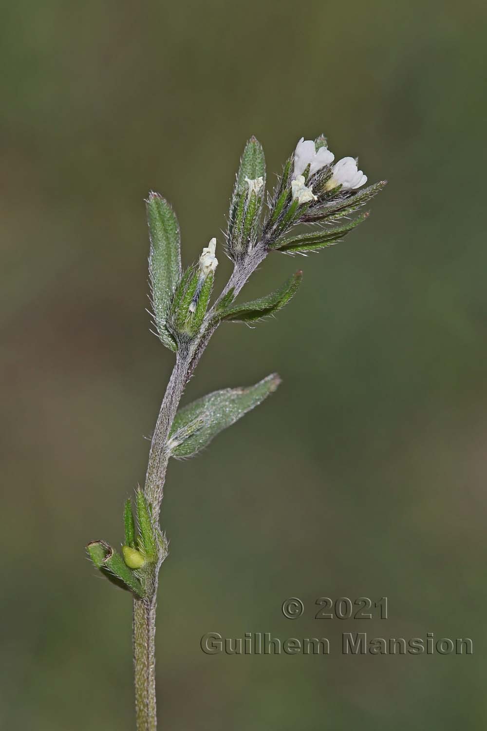 Buglossoides arvensis