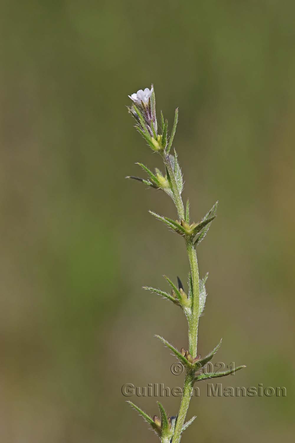 Buglossoides arvensis