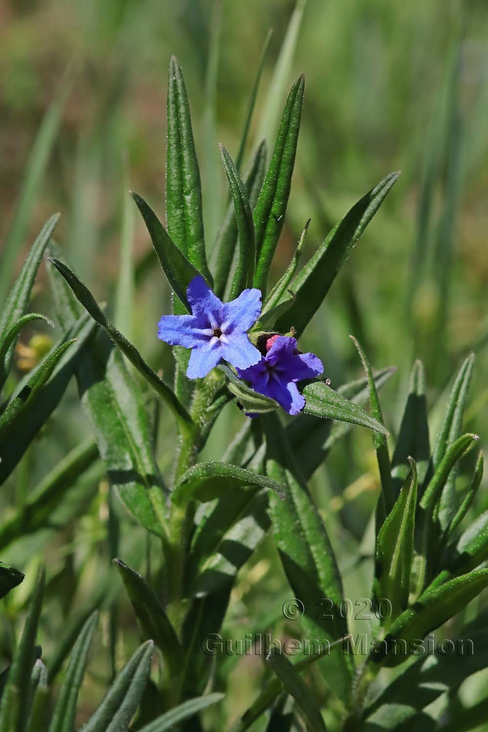 Buglossoides purpurocaerulea