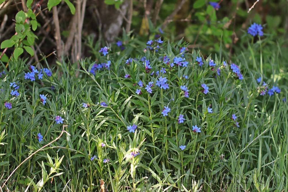 Buglossoides purpurocaerulea