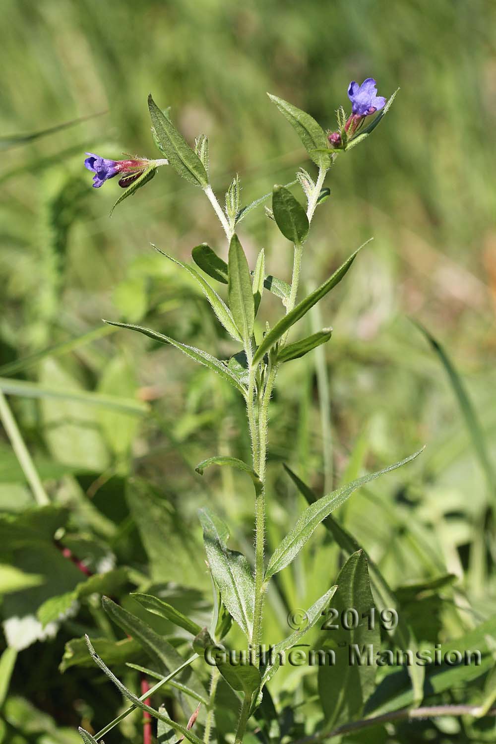 Buglossoides purpurocaerulea