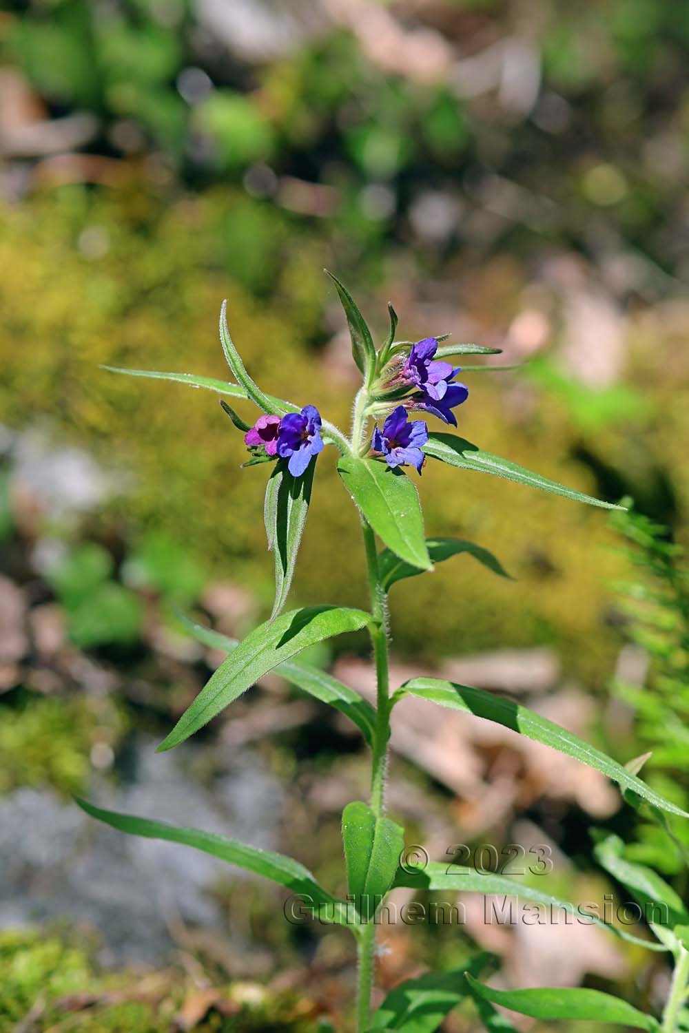 Buglossoides purpurocaerulea