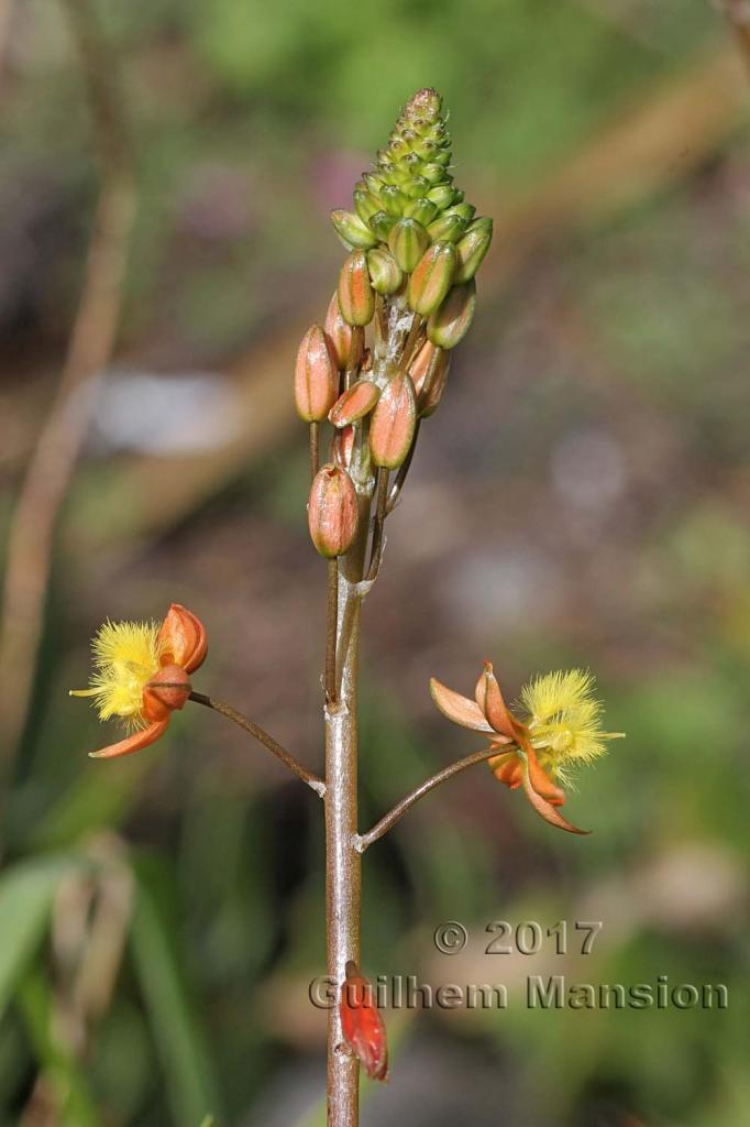 Bulbine frutescens