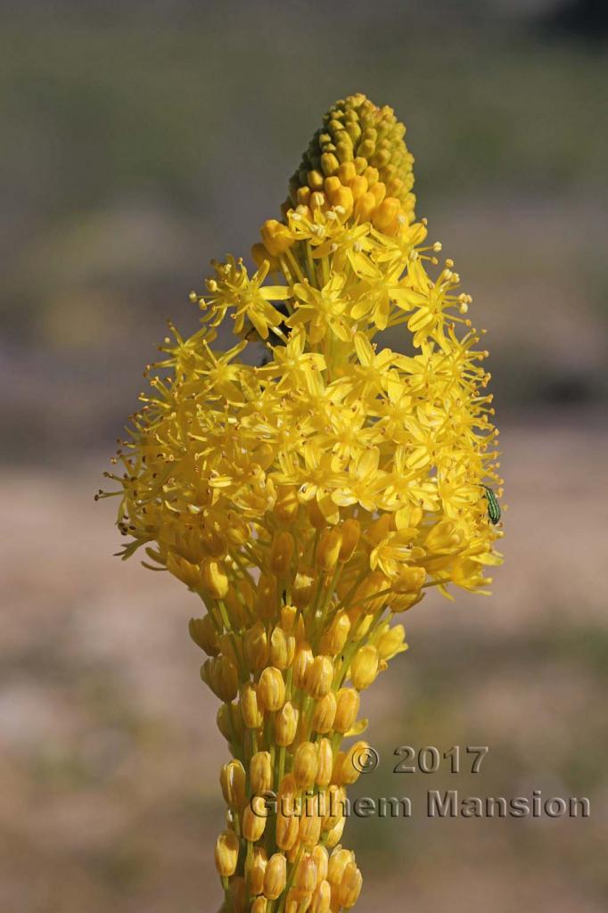 Bulbinella latifolia