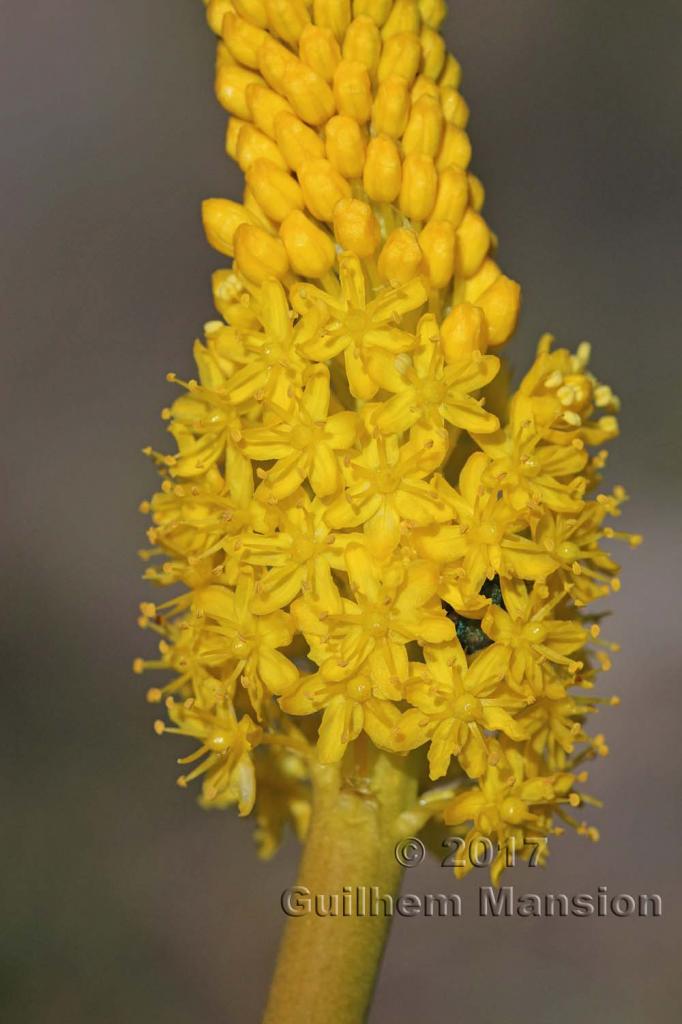 Bulbinella latifolia