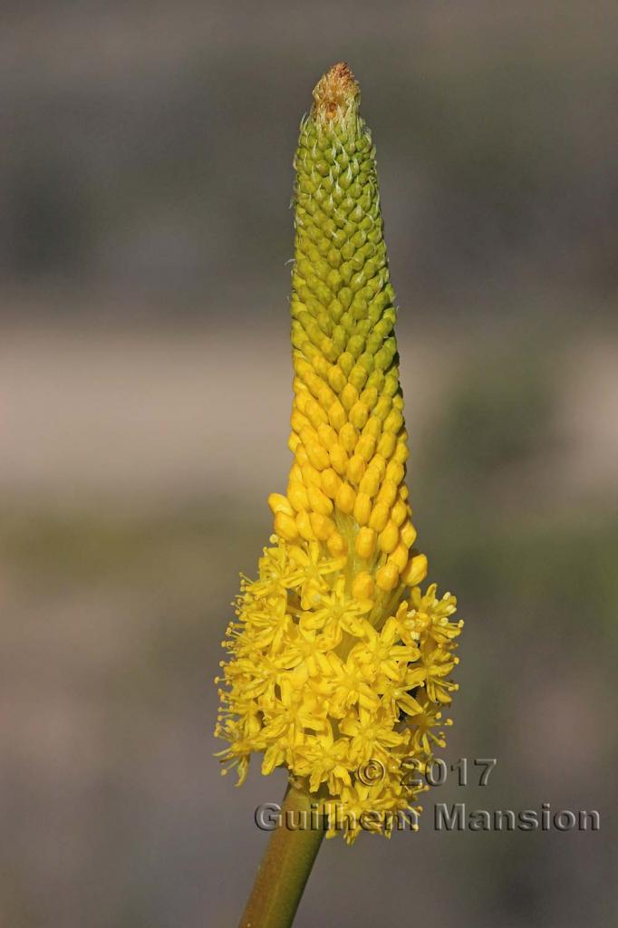 Bulbinella latifolia