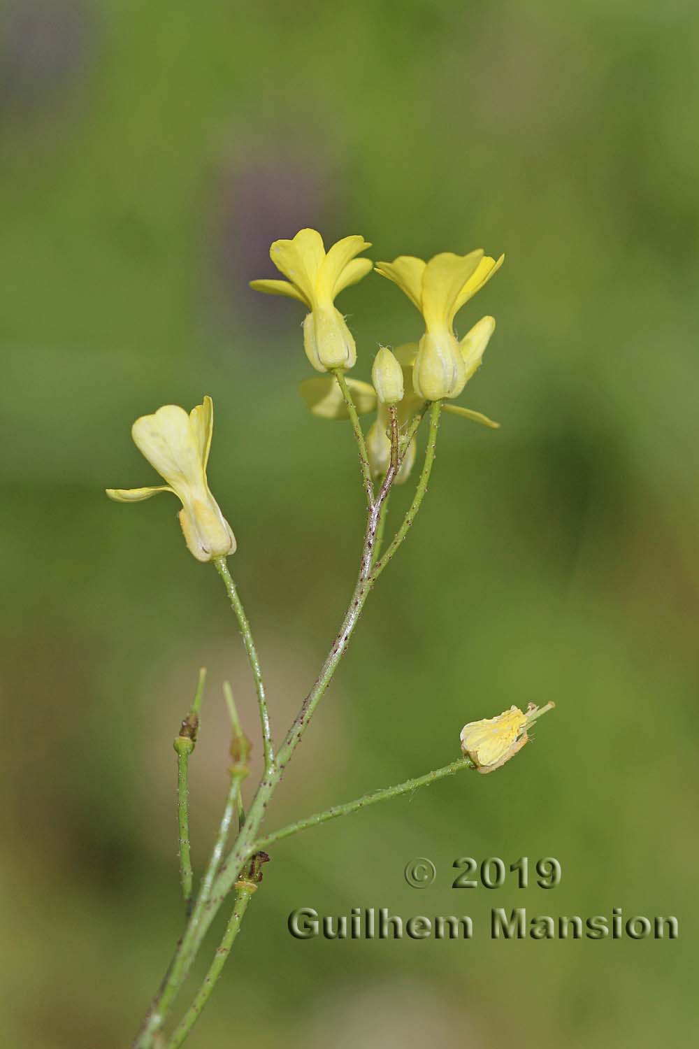 Bunias erucago