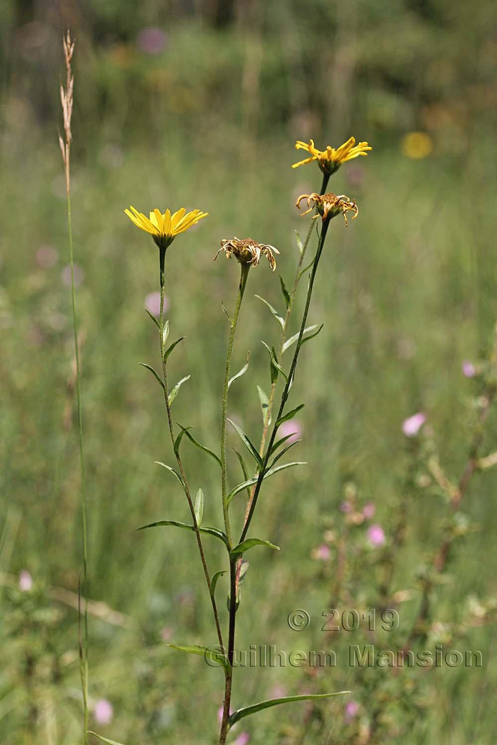 Buphthalmum salicifolium