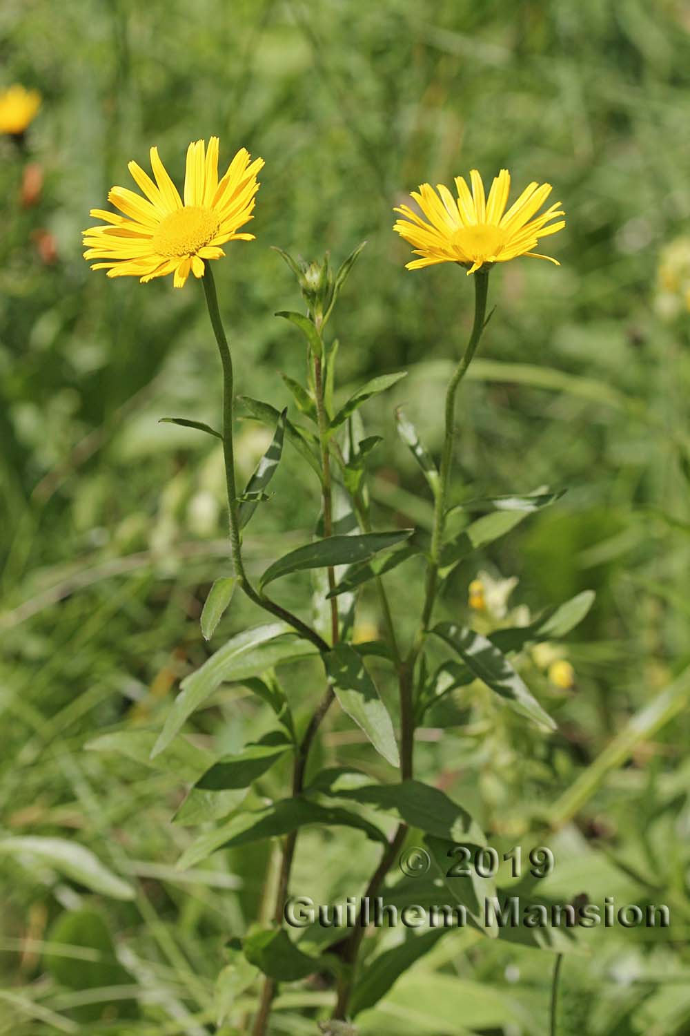 Buphthalmum salicifolium