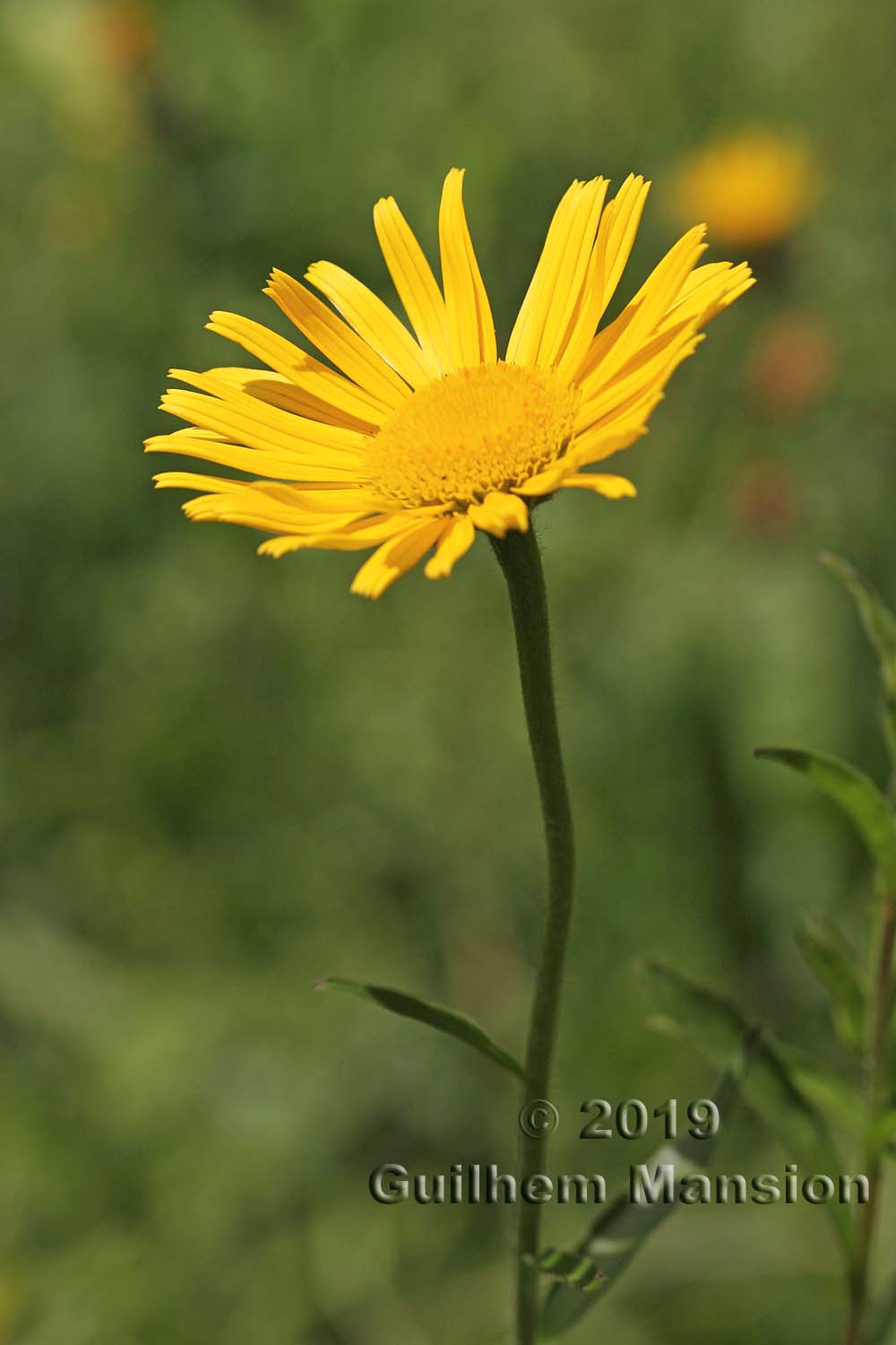 Buphthalmum salicifolium