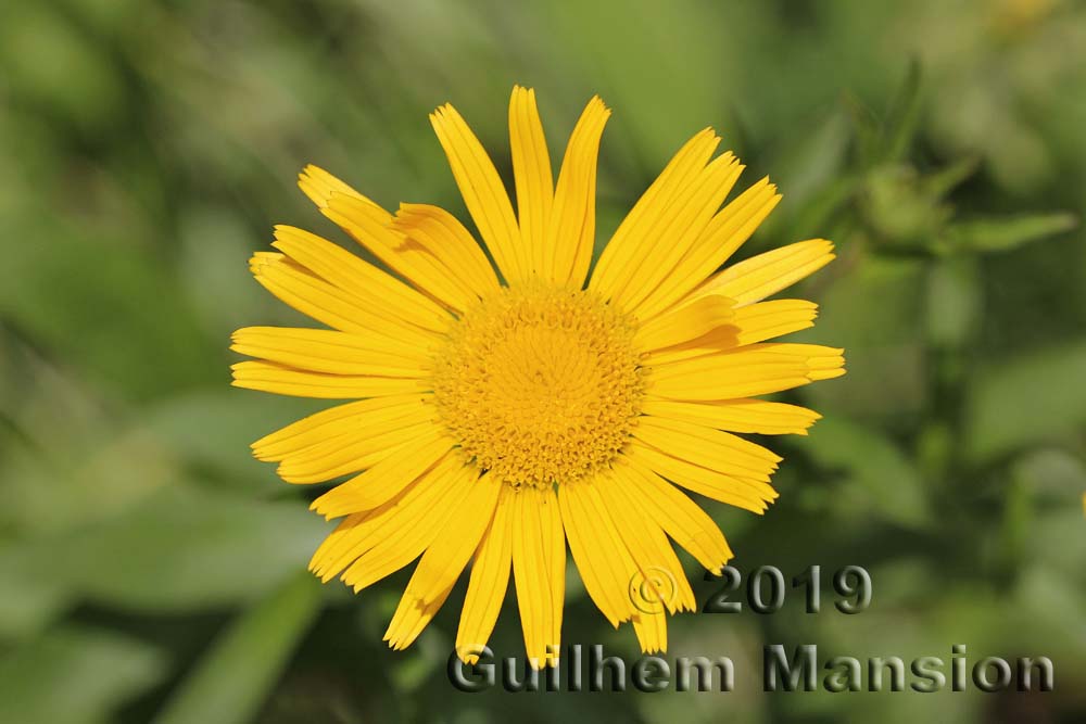 Buphthalmum salicifolium