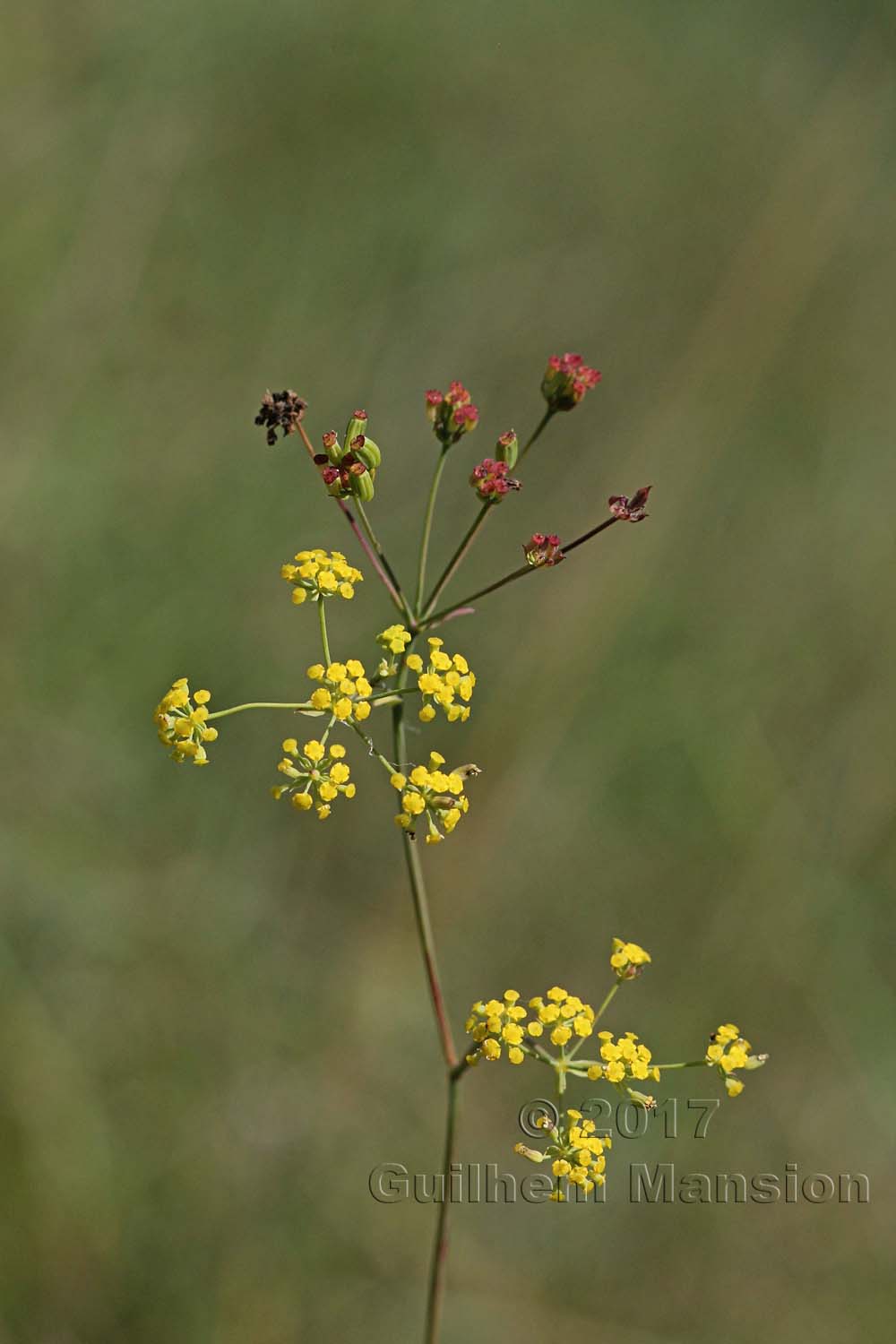 Bupleurum falcatum