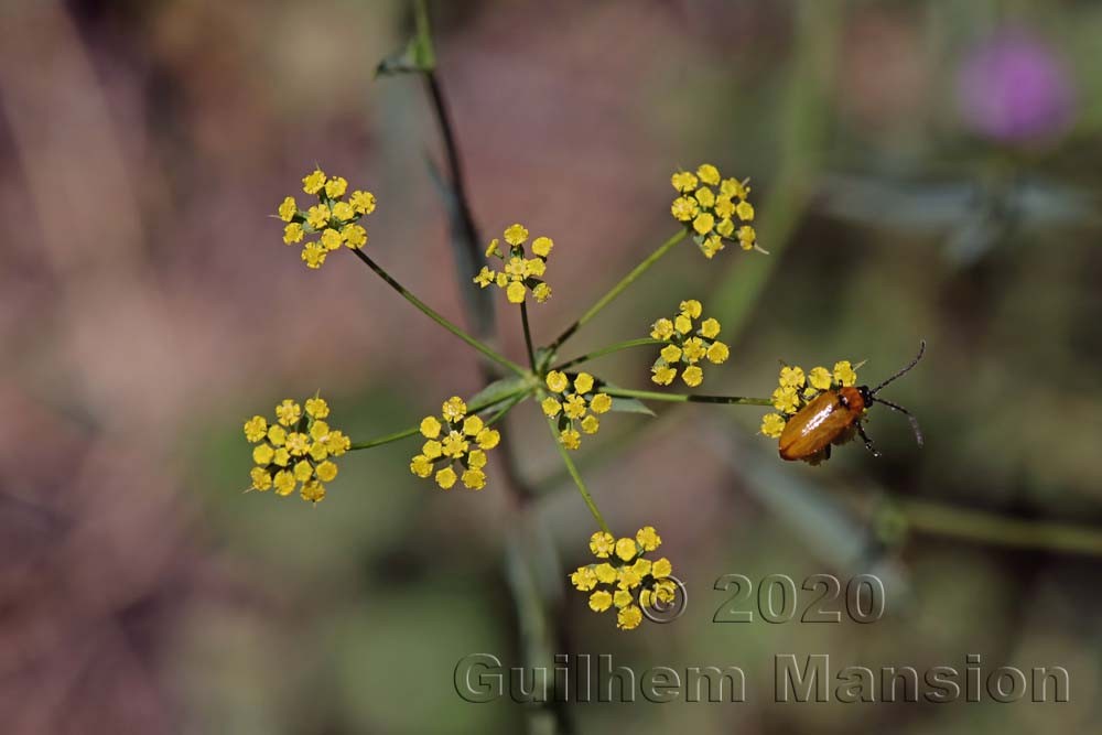 Bupleurum falcatum