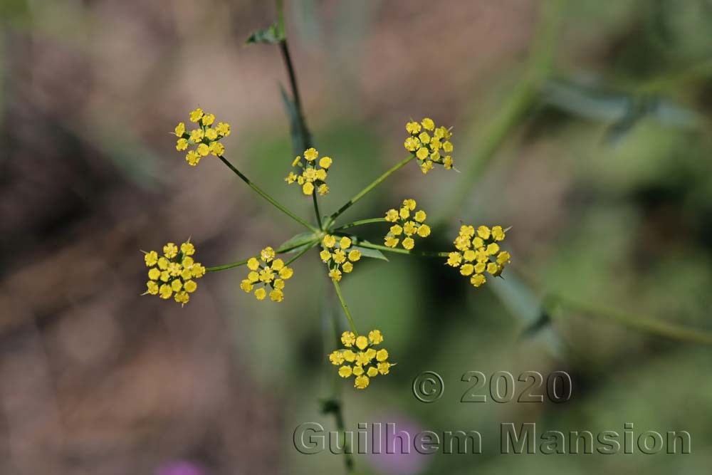 Bupleurum falcatum