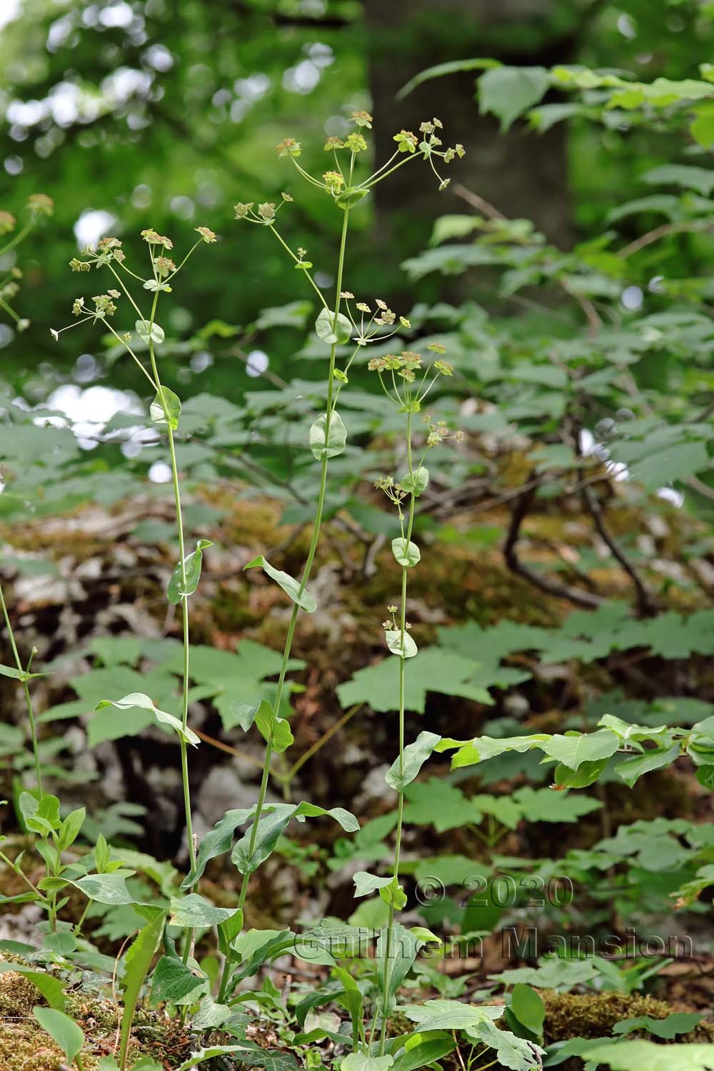 Bupleurum longifolium