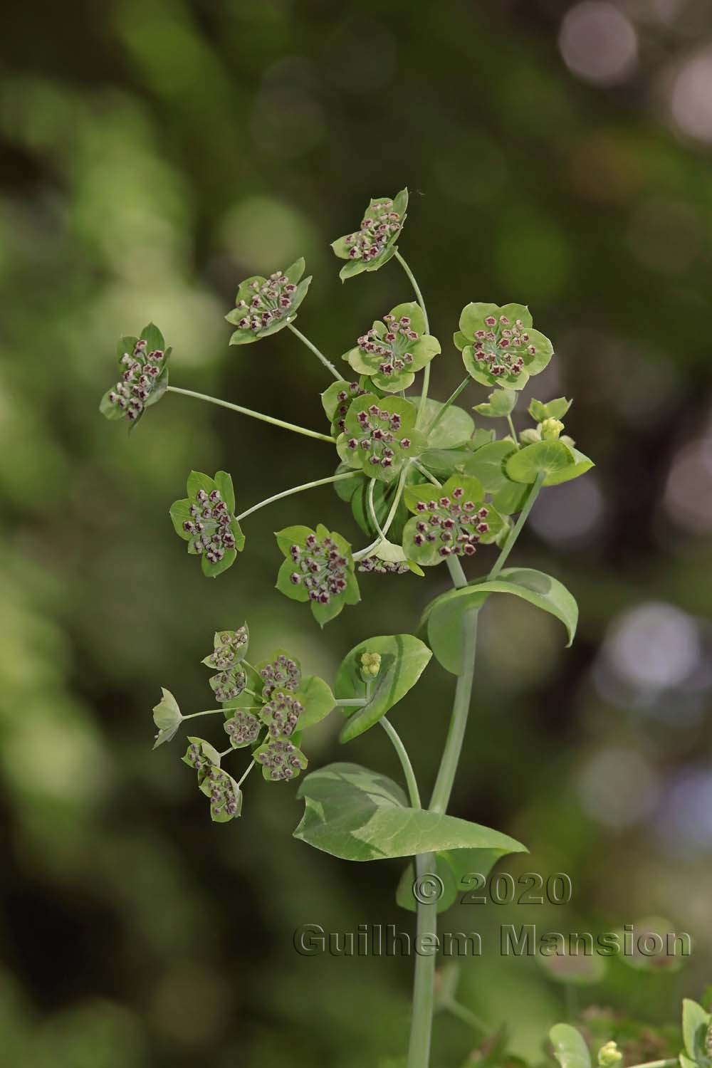 Bupleurum longifolium