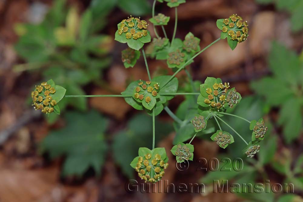 Bupleurum longifolium