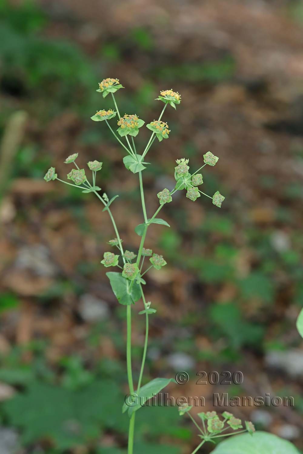 Bupleurum longifolium