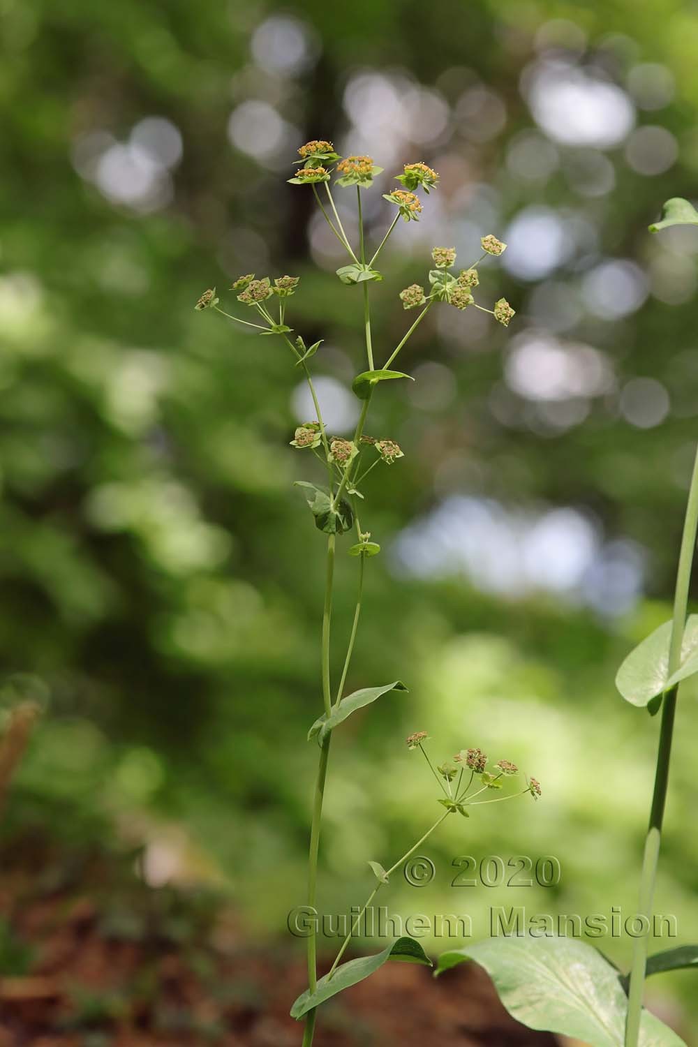 Bupleurum longifolium