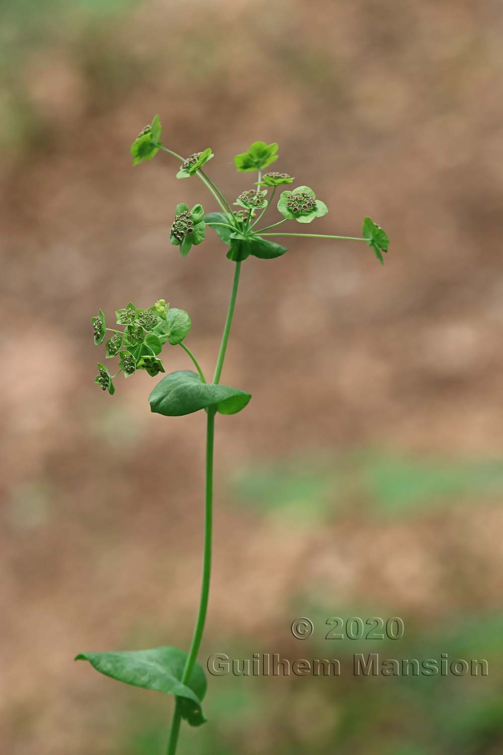 Bupleurum longifolium