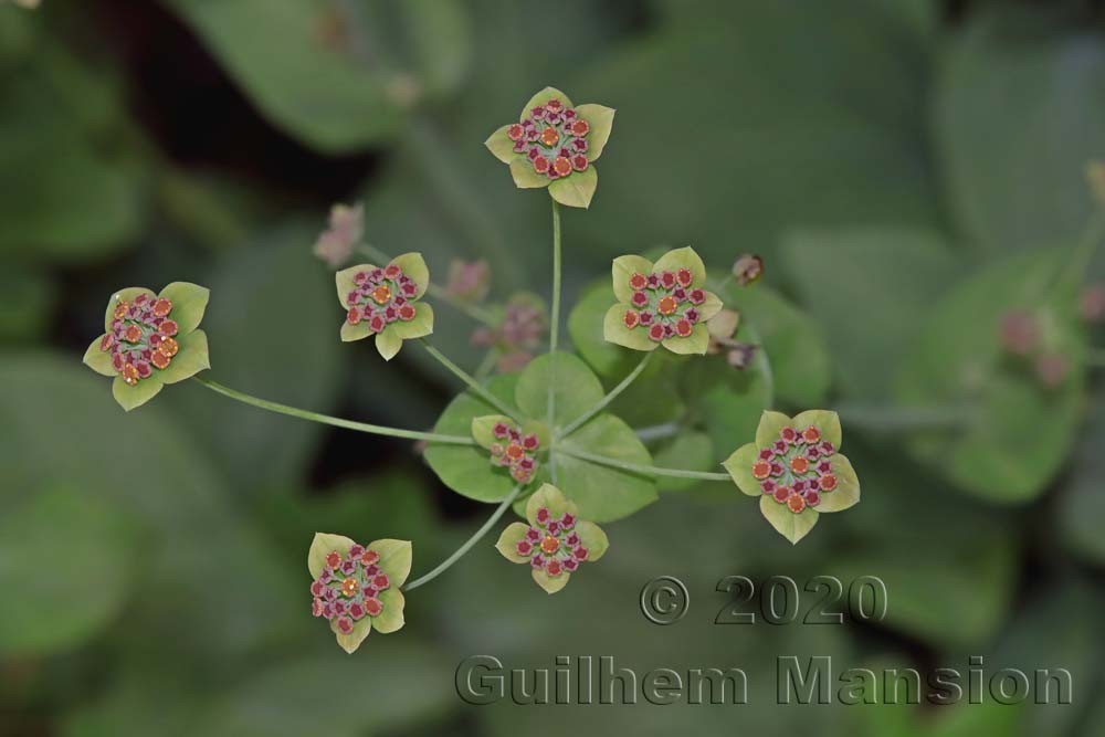 Bupleurum longifolium