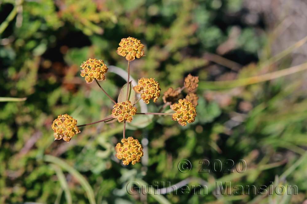 Bupleurum ranunculoides