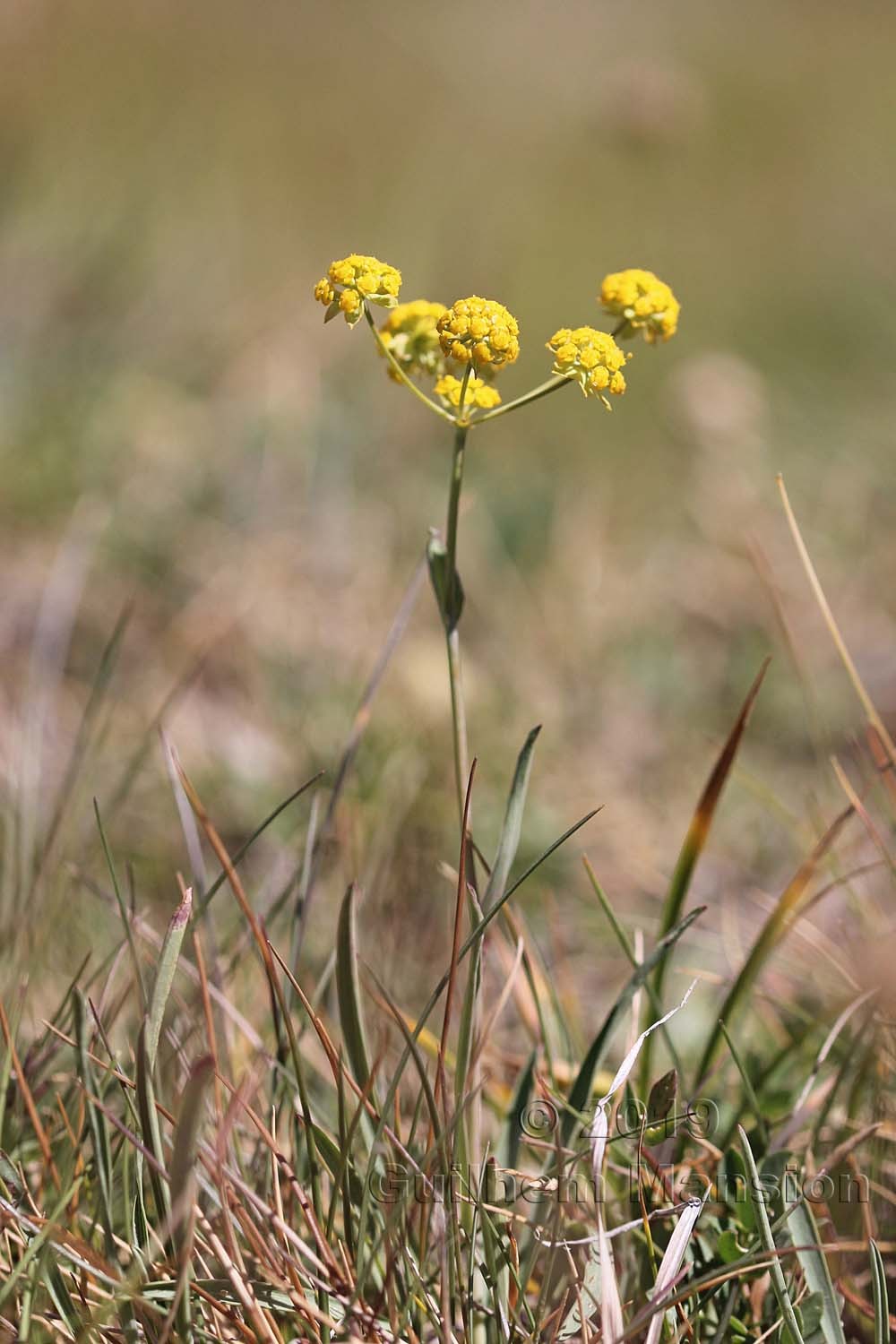 Bupleurum ranunculoides