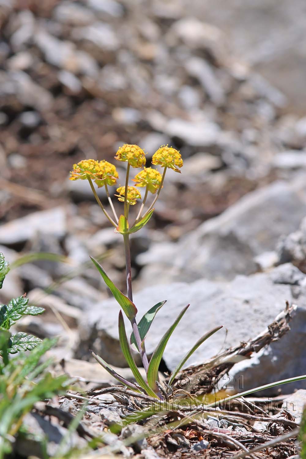 Bupleurum ranunculoides