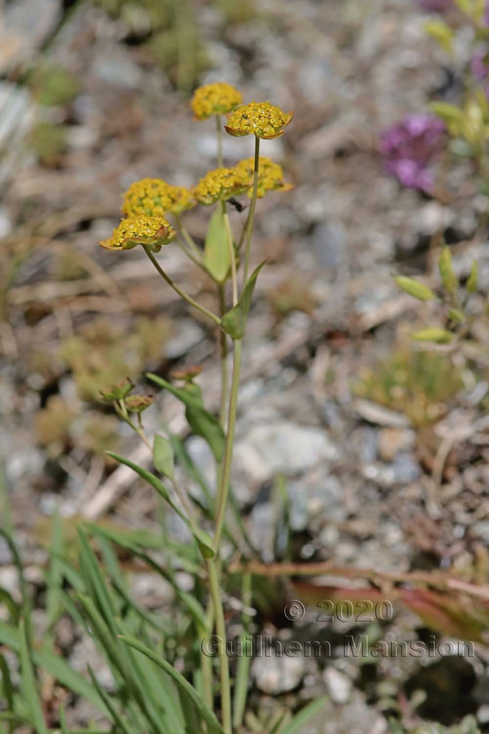 Bupleurum ranunculoides