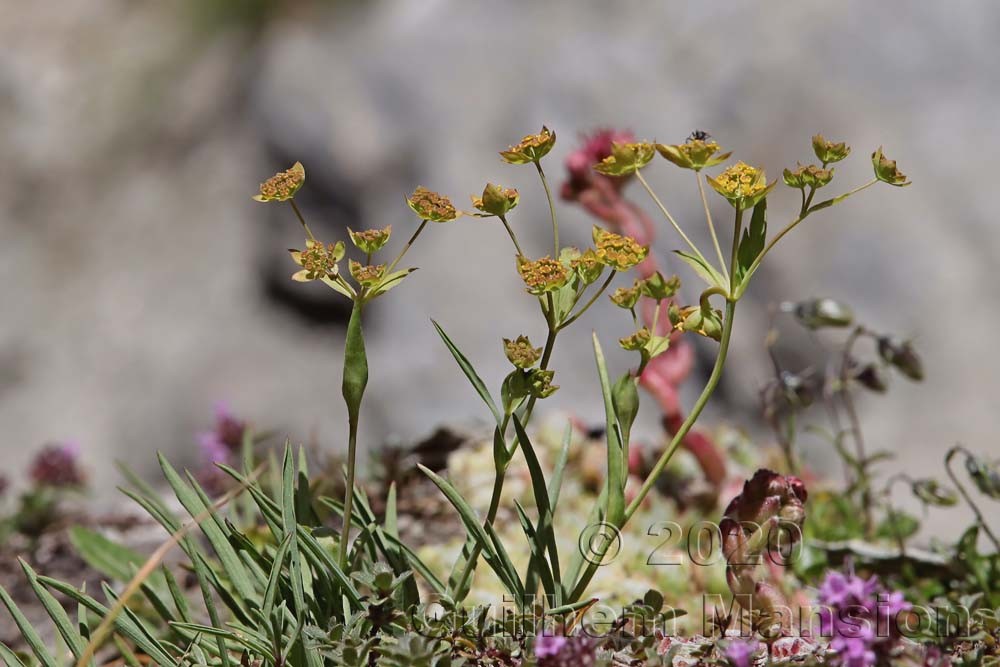 Bupleurum ranunculoides