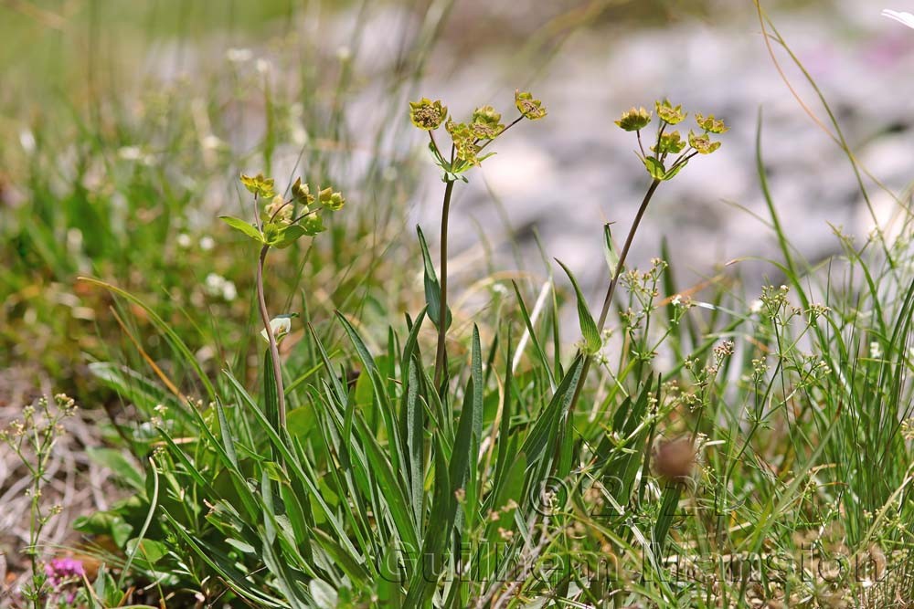 Bupleurum ranunculoides