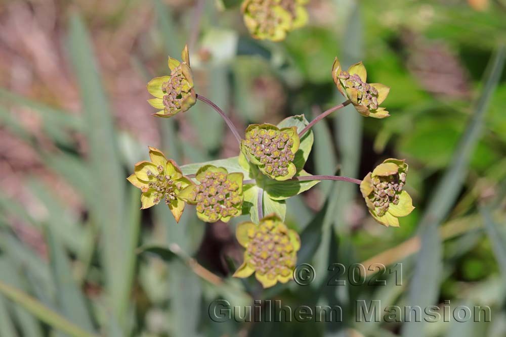 Bupleurum ranunculoides