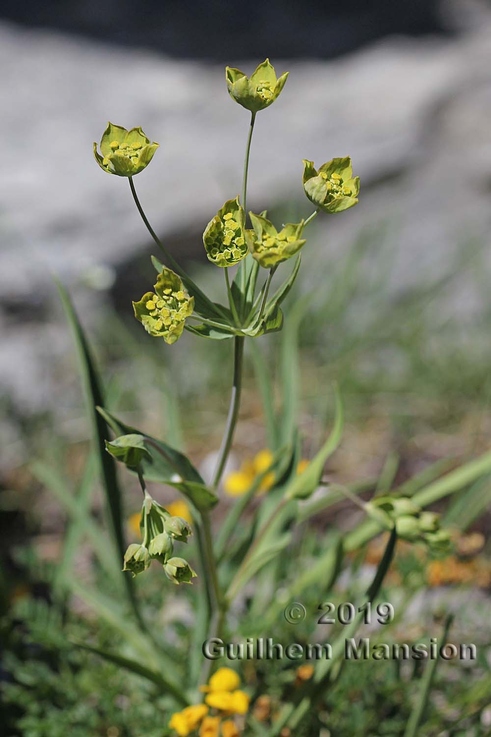 Bupleurum stellatum