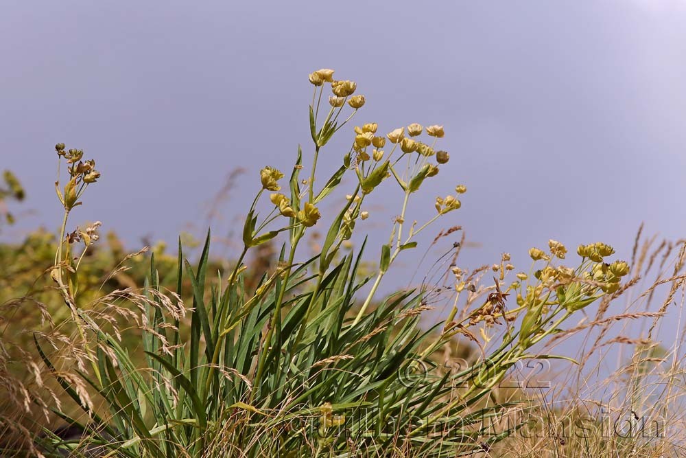 Bupleurum stellatum