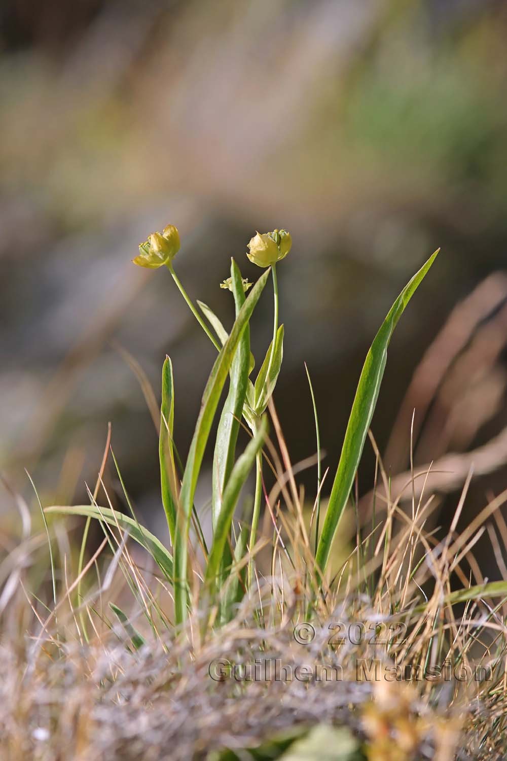 Bupleurum stellatum