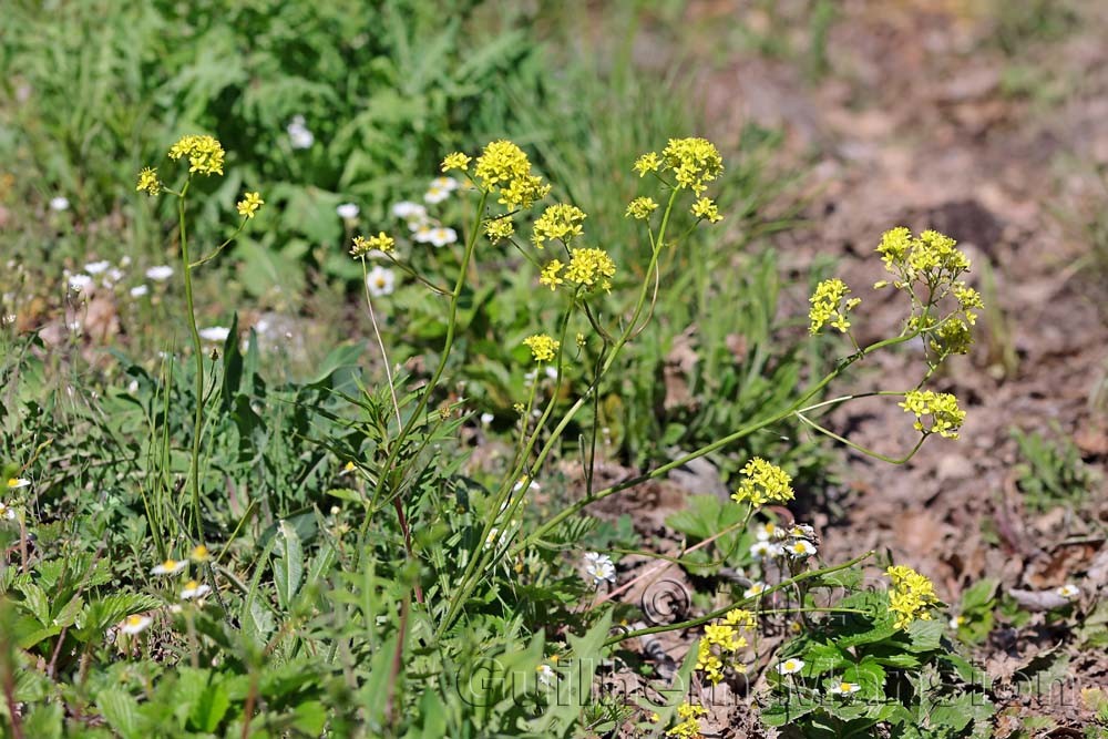 Biscutella laevigata