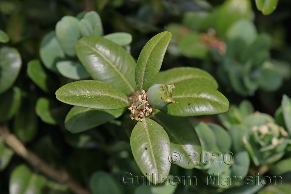 Buxus sempervirens