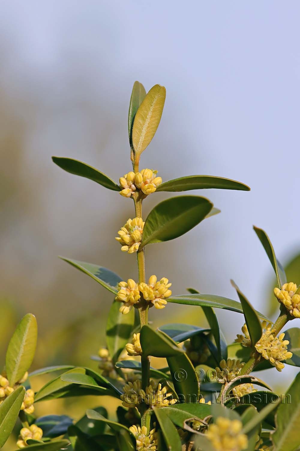 Buxus sempervirens