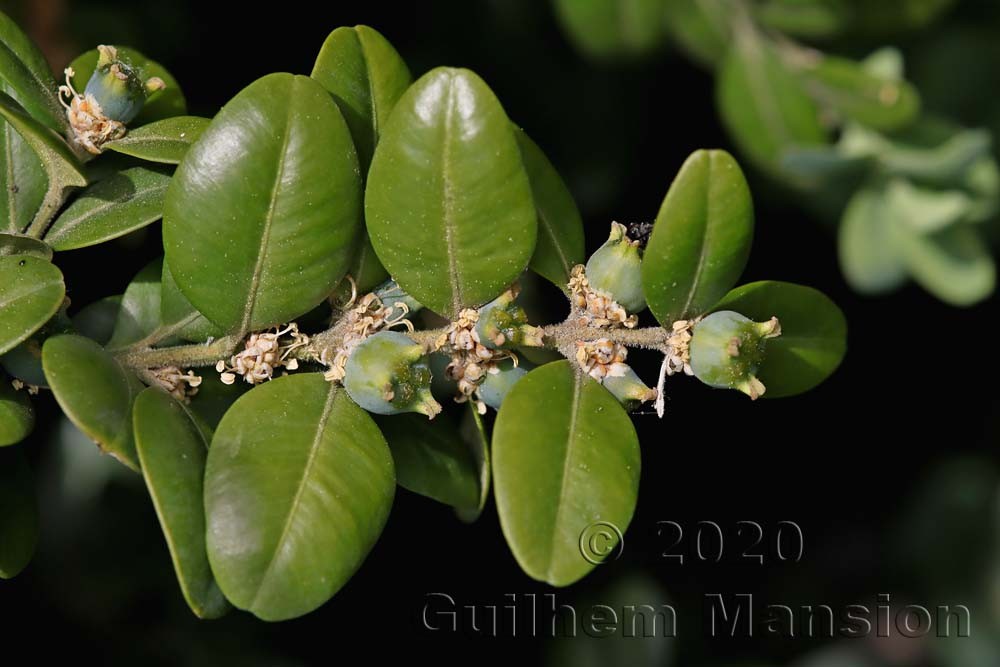 Buxus sempervirens