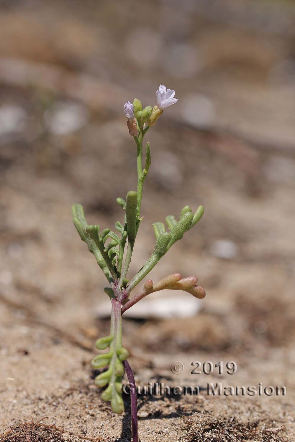 Cakile maritima