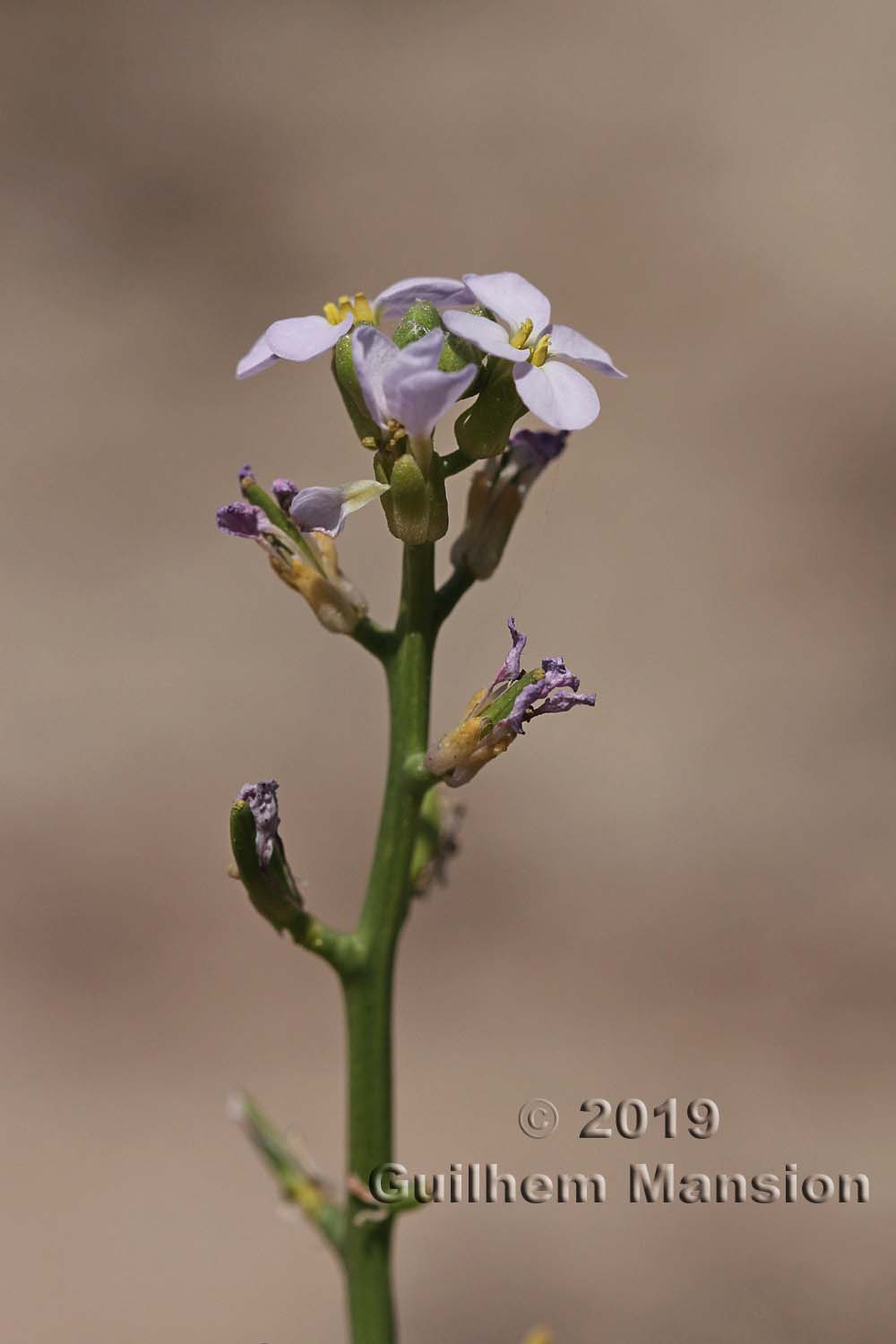 Cakile maritima