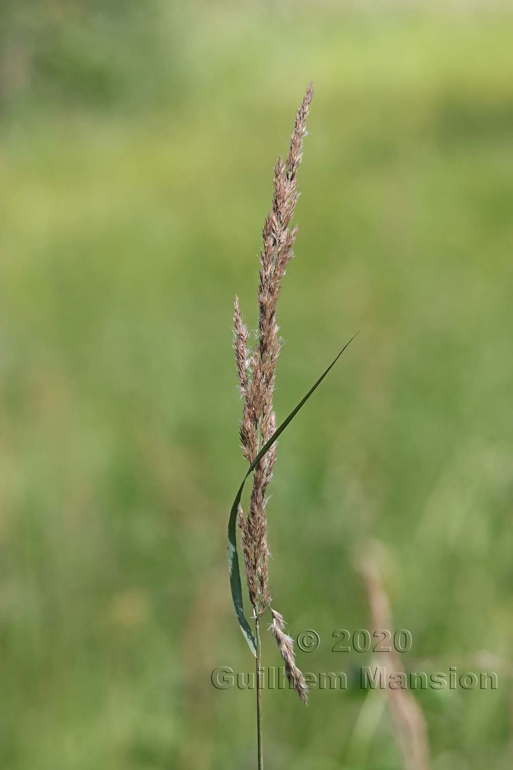 Calamagrostis epigejos