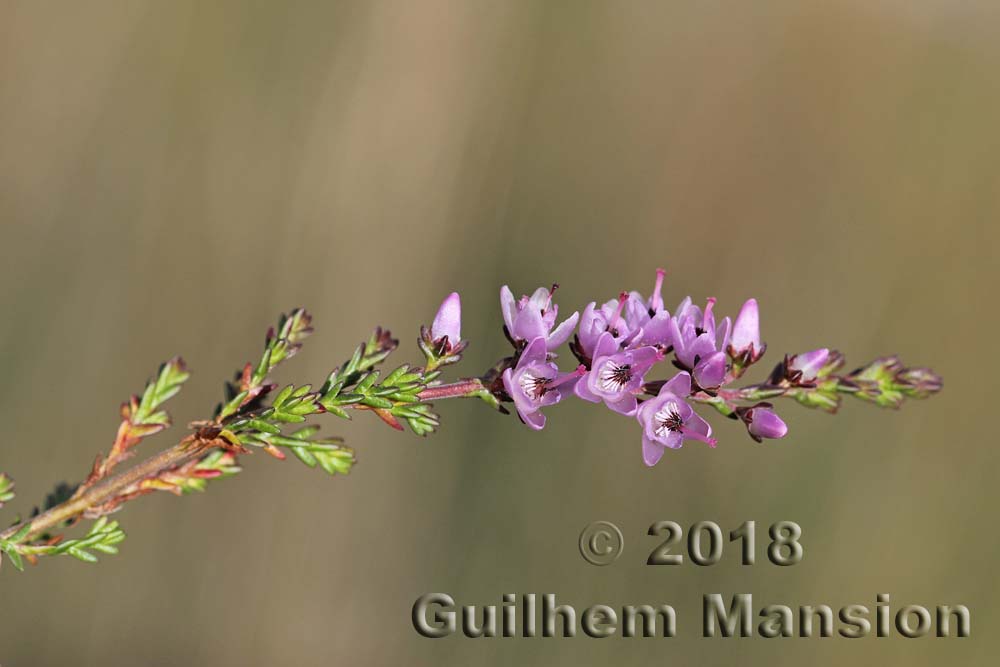 Calluna vulgaris