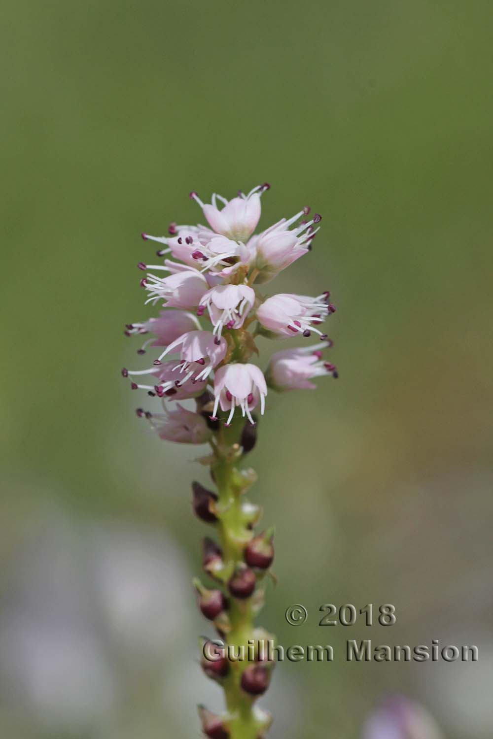 Bistorta vivipara [Polygonum viviparum]