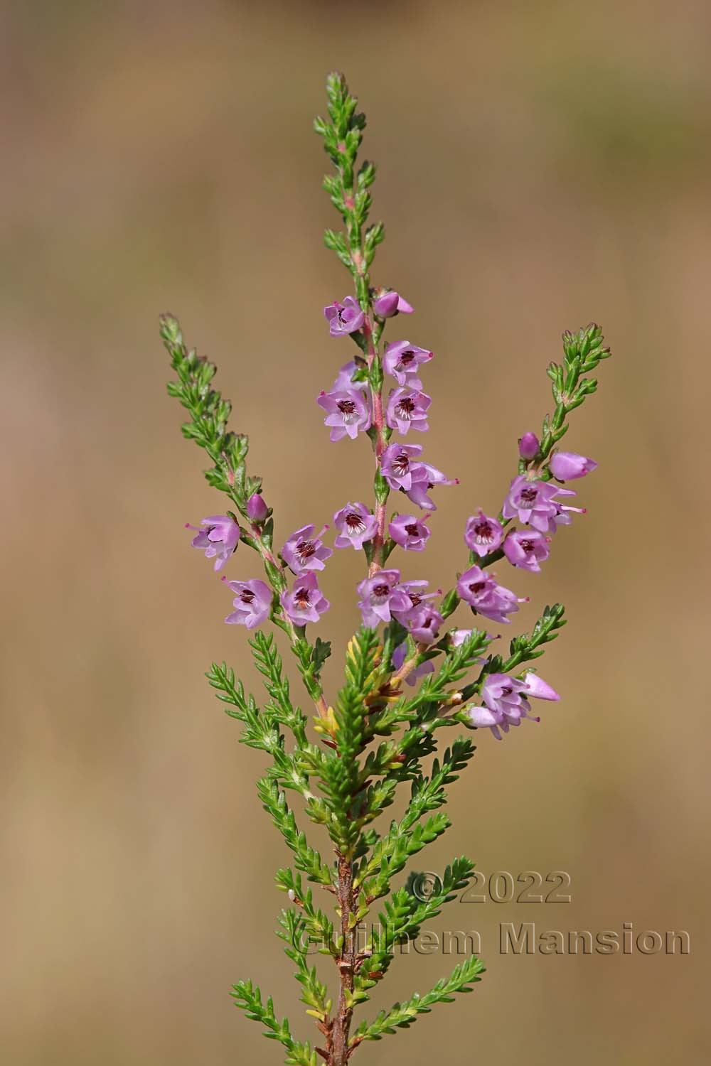 Calluna vulgaris