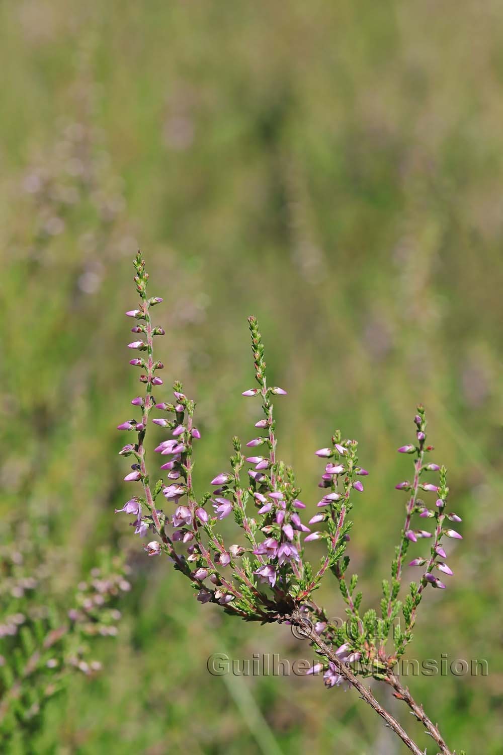 Calluna vulgaris