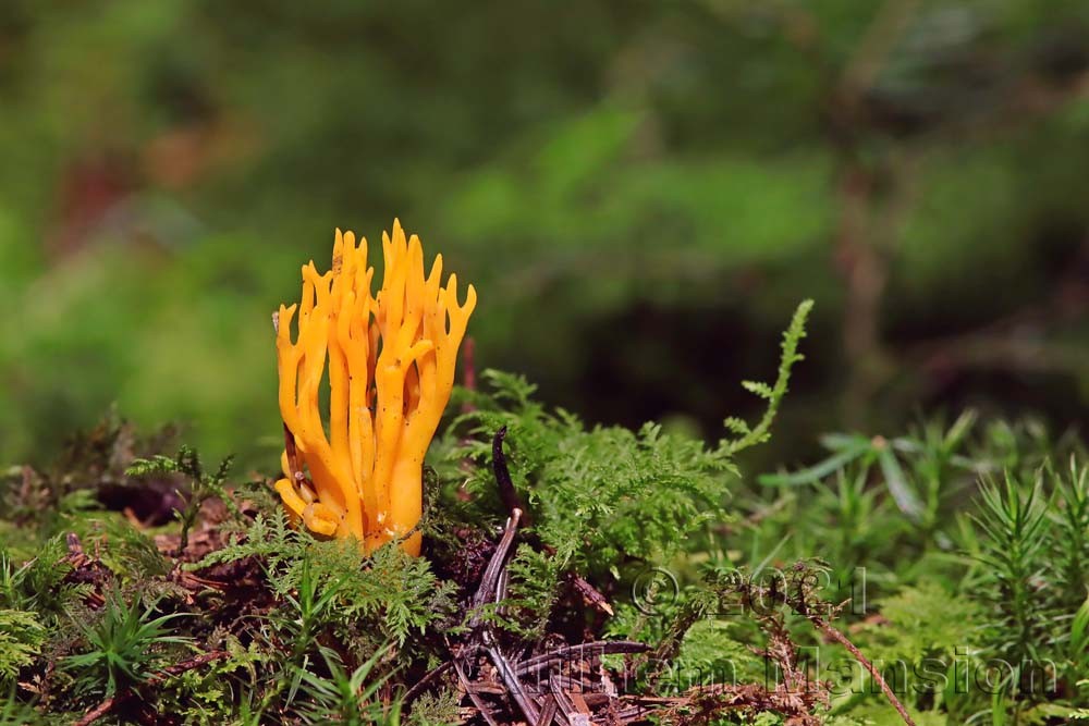 Calocera viscosa